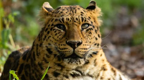 Inda, la panthère du Refuge de L'Arche, s'en est allée